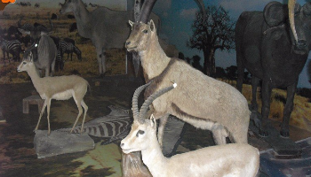 موزه حیات وحش لرستان