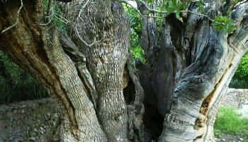 درخت کهنسال پسته اودرج