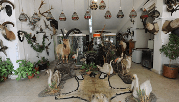 موزه حیات وحش دارآباد تهران؛ آدرس، تصاویر و اطلاعات