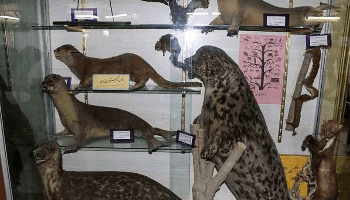 موزه تاریخ طبیعی تبریز کجاست؟ | هرآنچه قبل رفتن باید بدانید